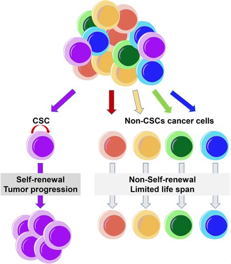 Hypothetic Model For Cancer Stem Cells Cancers Are Composed Of