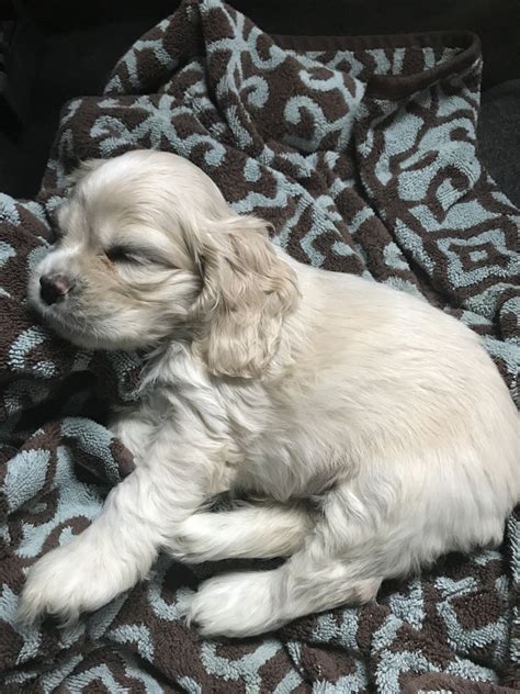 American Cocker Spaniel Puppies For Sale Redford Charter Township Mi