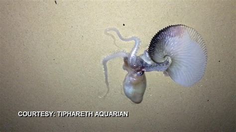 Paper Nautilus In Lanikai Courtesy Tiphareth Aquarian Youtube