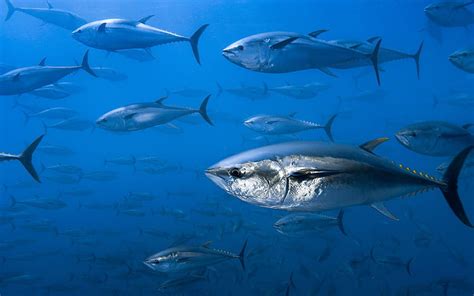Tuna Underwater Ocean Fish Flock Of Fish Hd Wallpaper Peakpx