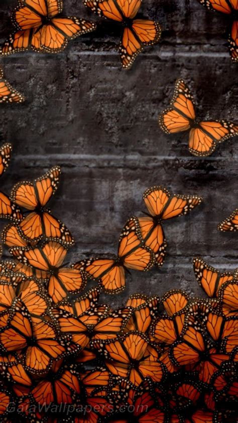 Orange Butterfly Wallpapers Top Free Orange Butterfly Backgrounds