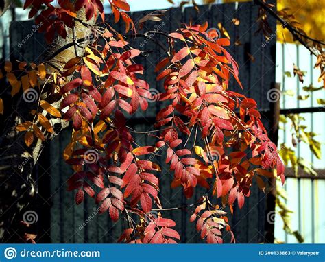 Red And Yellow Autumn Leaves Of Mountain Ash On Branches Stock Image