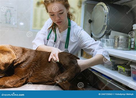 Portrait Of Young Beautiful Woman Doctor Veterinary Examining A Dog