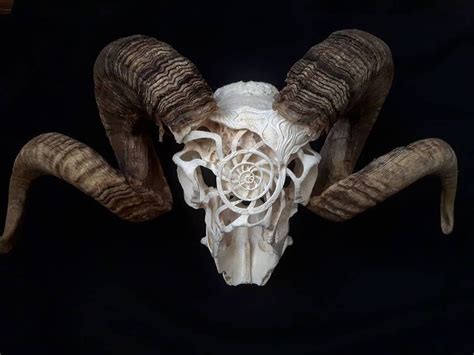 Amazing Animal Skull Carvings Skull Carving Skull Art Skull