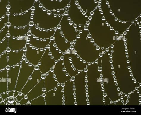 Spider Web With Morning Dew Droplets Stock Photo Alamy