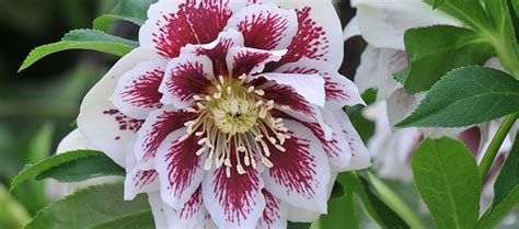 How To Care For Your New Hellebore Ashwood Nurseries