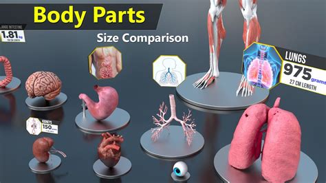 Human Body Organs Size Comparison Human Anatomy YouTube