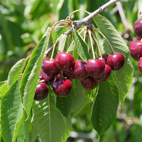 Bing Cherry Linden Lane Farms