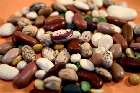 potassium in beans 24 beans ranked by potassium density hydration monitoring intake health