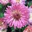 Minnqueen Perennial Mum Plants For Sale  Free Shipping