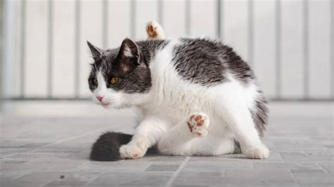 Cat Scooting On Floor Floor Roma