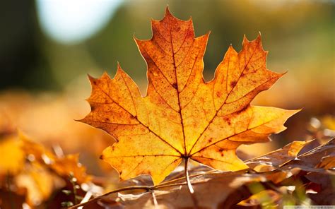 Autumn Leaf Wallpapers Top Free Autumn Leaf Backgrounds Wallpaperaccess