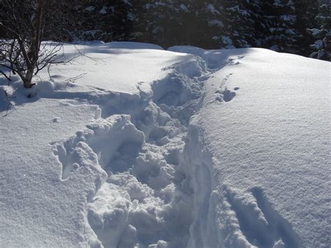 Panoramio Photo Of A Narrow Path And Very Deep Snow