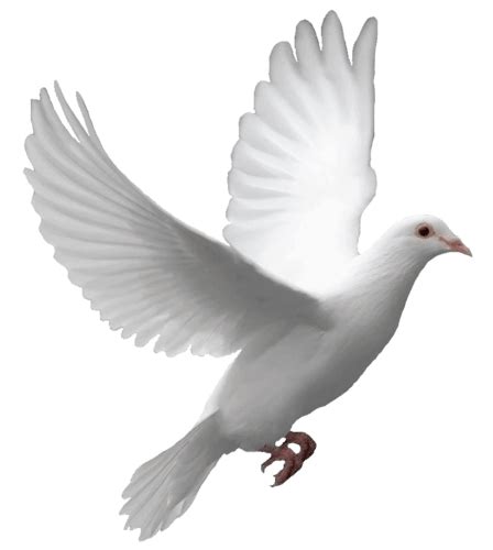 Flying Dove Transparent Png Stickpng
