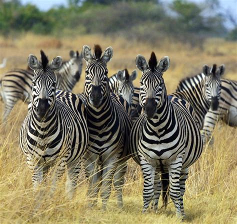 Five Facts About The Zebras African Travel