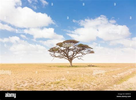 Solitary Acacia Tree In African Savana Plain In Kenya Stock Photo Alamy