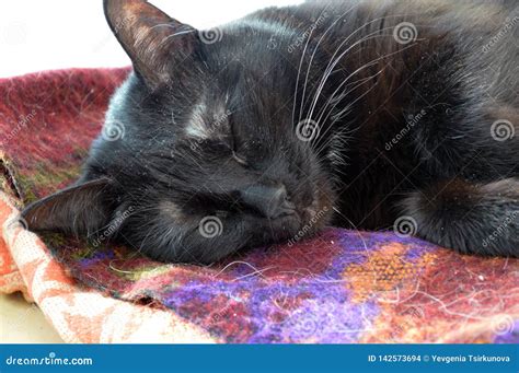 Beautiful Sleeping Black Cat On The Litter Stock Photo Image Of