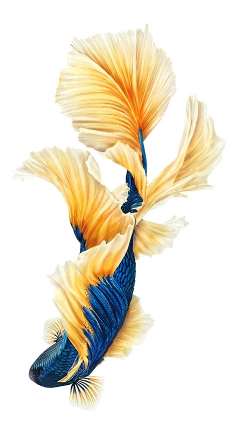 Iphone 6s Fish Wallpapers 75 Images
