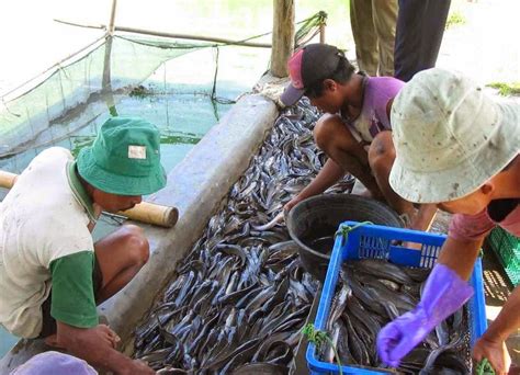 Strategi Pemasaran Ikan Lele Bagi Pemula Paling Menguntungkan Ruangburuh