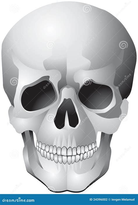 Human Skull Realistic Vector Illustration Stock Photography Image