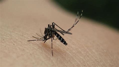 Fears That Tiger Mosquito Could Spread Dengue In France