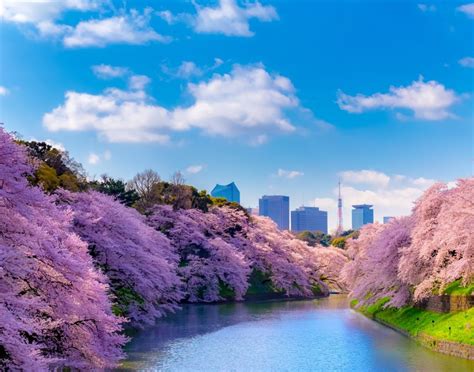 Seven Best Spots In Tokyo To See The Cherry Blossoms Japan Insider