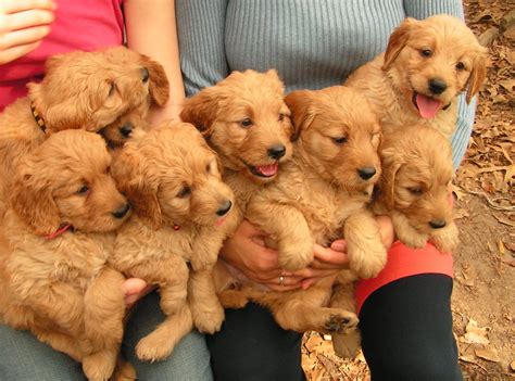 Goldenoodle About Goldendoodles Aussiedoodle And Labradoodle Puppies