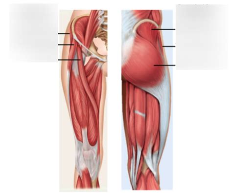 Leg muscles.the hamstrings are three muscles at the back of the thigh that affect hip and knee movement. Leg Muscle Diagram Anterior / Leg Muscles Human Body ...