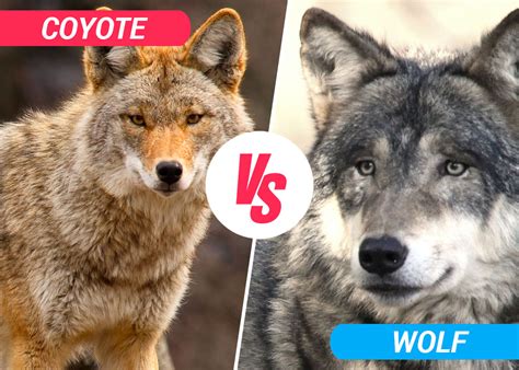Coyote Vs Wolf Best Difference
