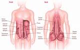 Stomach Muscles Core Images