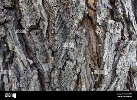 Texture Of Elm Tree Bark With Cracks And Growths Close Up For