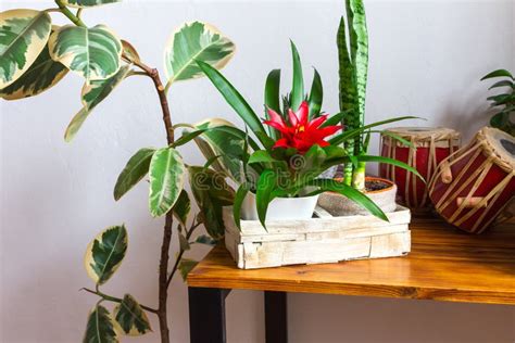 Modern Interior Decorated With Houseplants On The Desk Exotic Potted