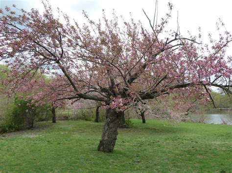 If you're thinking on growing a cherry tree, it's. Cherry Tree | The Traveling Naturalist