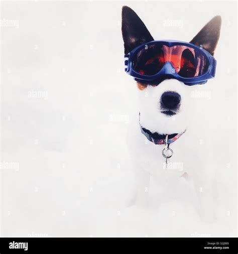 Dog Wearing Goggles Hi Res Stock Photography And Images Alamy