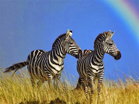 49 Zebra Wallpapers For Computers