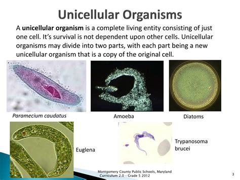 Unicellular Diagram