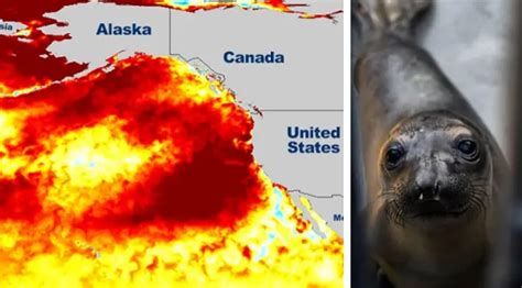 Blob Returns Gigantic Heat Anomaly In Pacific Ocean To Wreak Havoc
