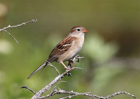 Birds Of North America Sparrows Flickr