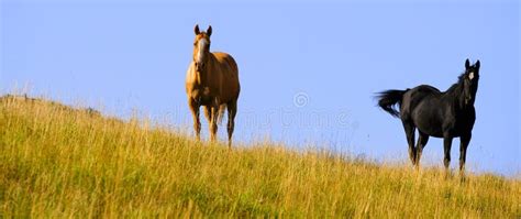 Horses Grazing On Hillside With Blue Sky And Clouds Stock Image Image