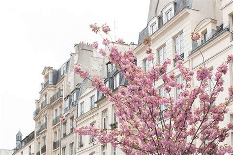 Cherry Blossoms In Paris France Rebecca Plotnick Photography