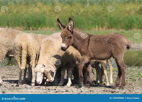 Donkey And Sheep On A Row In A Sunny Dry Meadow Stock Photo