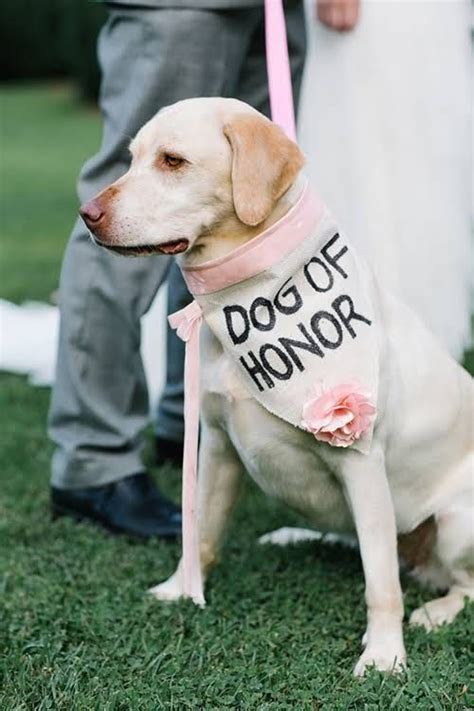 The Cutest Ways To Include Your Dog In Your Wedding Ceremony Wedding