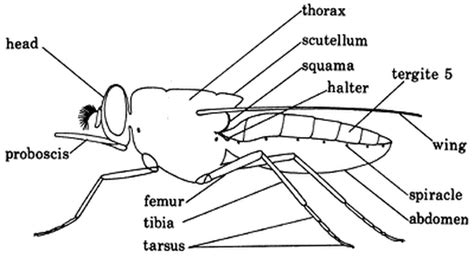 Characteristics Of Blood Sucking Mouthparts How Flies Feed
