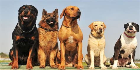 9 Most Popular Dog Breeds In The World