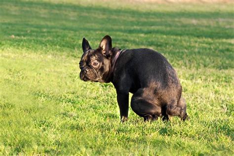 Why Do French Bulldogs Eat Their Own Poop Bullifieds Blog