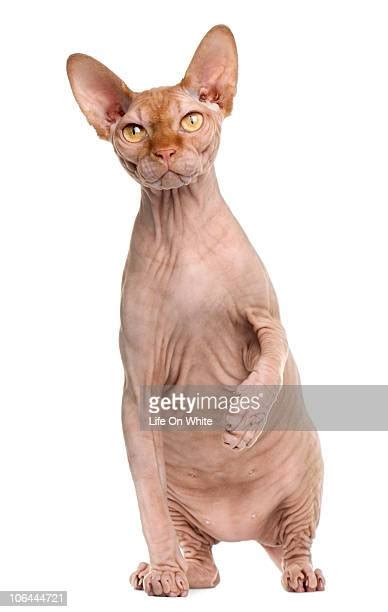 White Sphynx Cat Photos And Premium High Res Pictures Getty Images