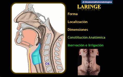 Faringe Y Laringe Faringe Laringe Anatom A