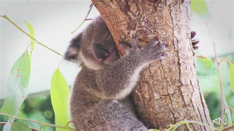 Very Cute Baby Koala Sleeping Youtube
