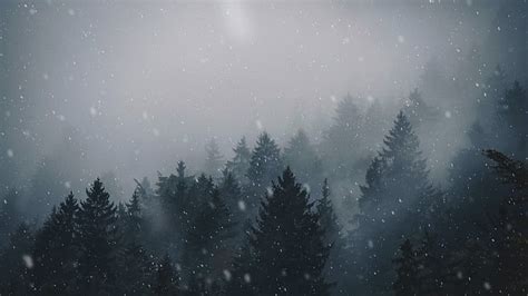 Hd Wallpaper Pine Trees Forest Landscape Mist Snowing Overcast