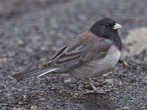 Avithera Some Northern California Birds